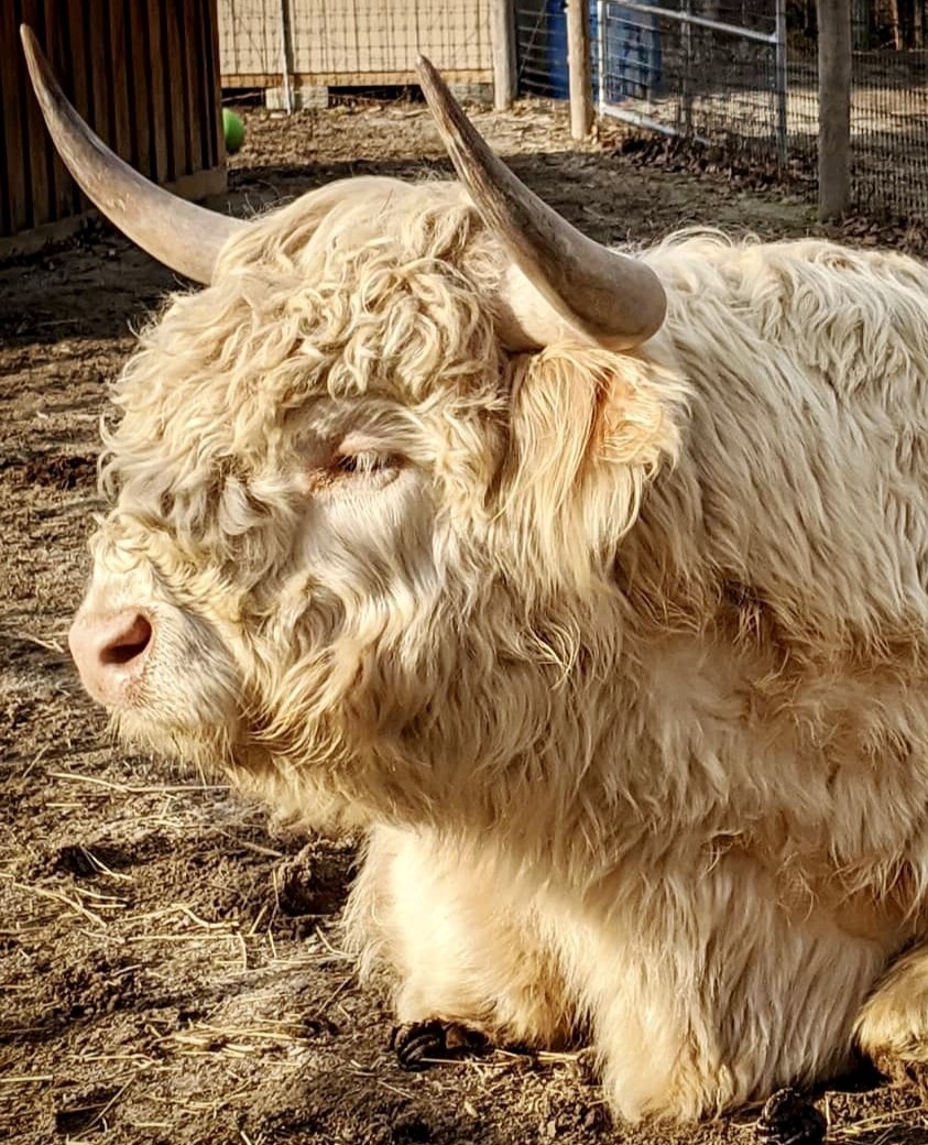 Dudley the Scottish Highland Bull at Unity Farm Sanctuary — the inspiration behind Dudley Brewing in Wilton, NH